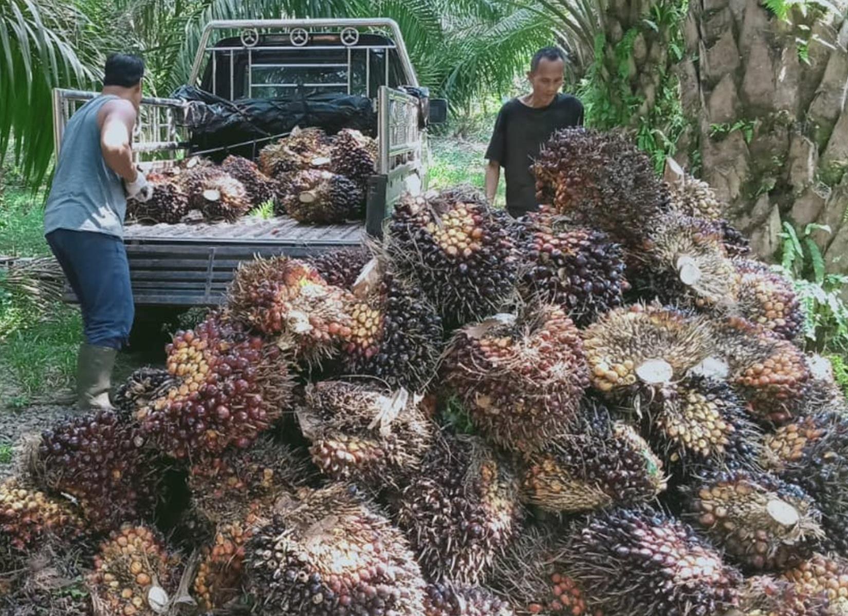 Sah, Indonesia Tetapkan Sendiri Harga CPO, Petani Meringis Harga Sawit  Hampir Menyentuh Rp1.500 per Kg