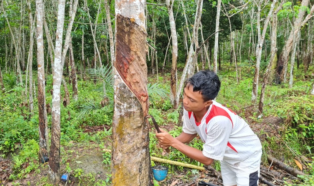 Terkenal  Kabupaten Kaya, Penghasil Migas. Ternyata Muba Juga Penghasil Karet Terbesar di Sumsel. Cek Fakta?