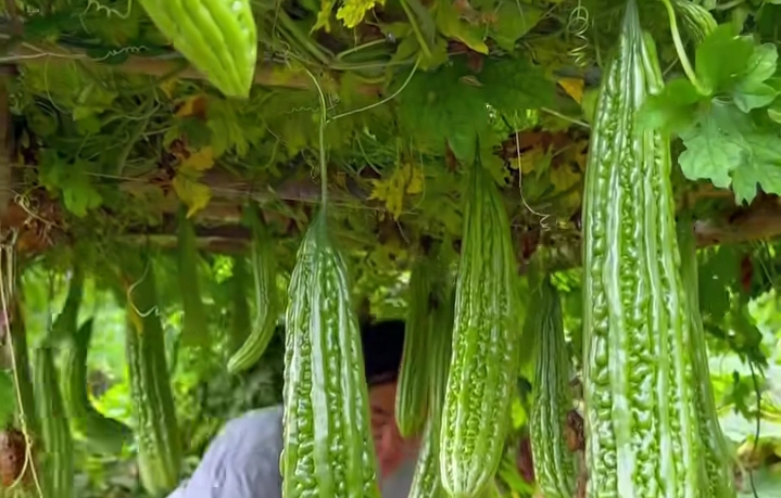 Ini Manfaat Pare untuk Kesehatan Tubuh