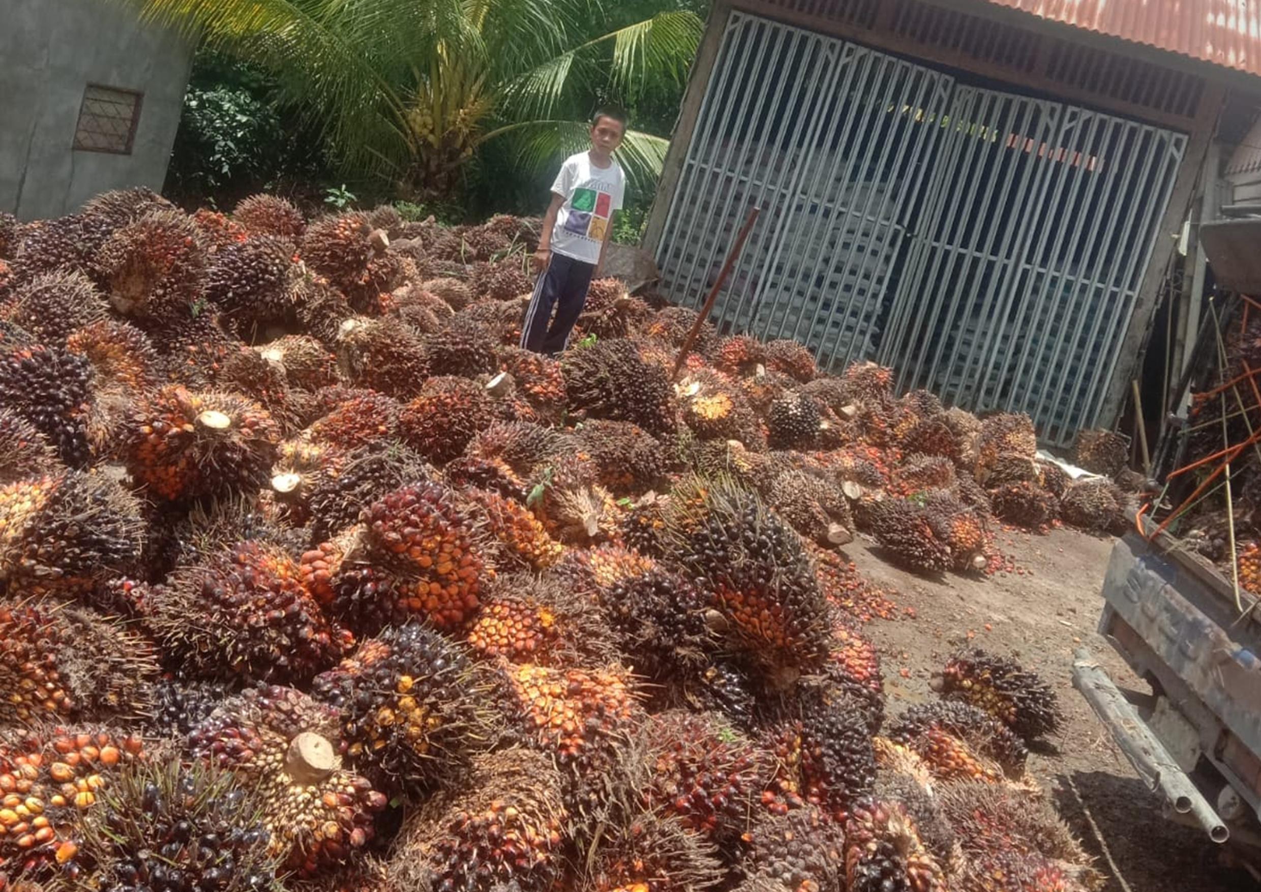 Rantai CPO Itu Berawal dari TBS Sawit Petani