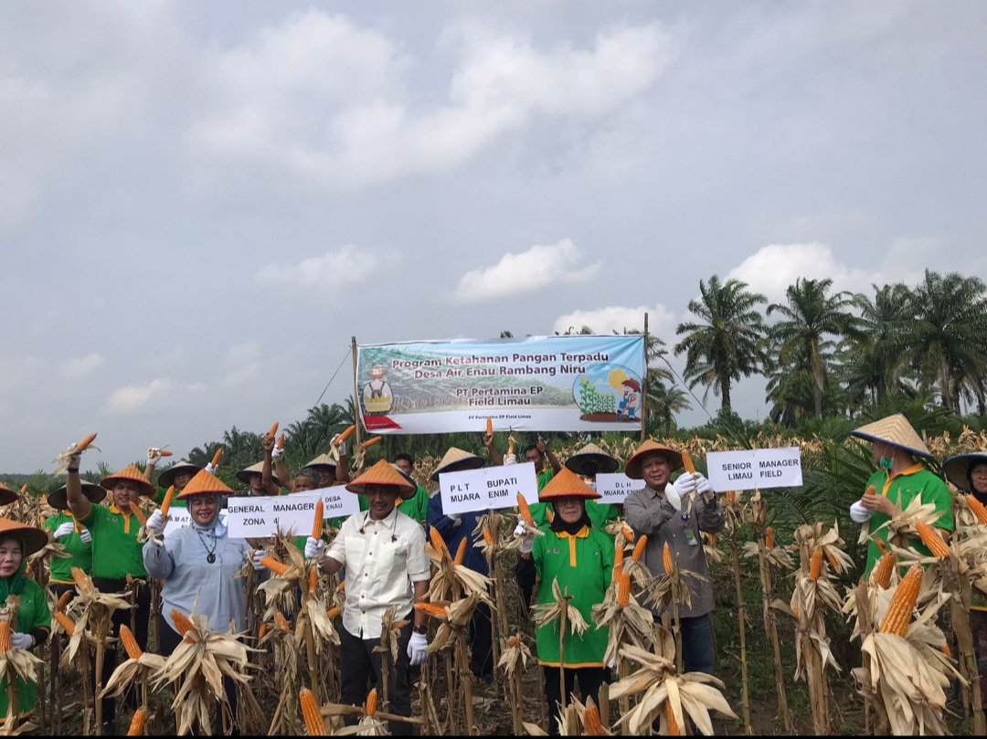 SKK Migas-Pertamina EP Limau Panen Raya Jagung Seluas 15 Hektar