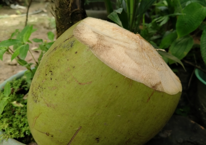 Segar! Ini 5 Rekomendasi Olahan Kelapa Muda untuk Menu Buka Puasa