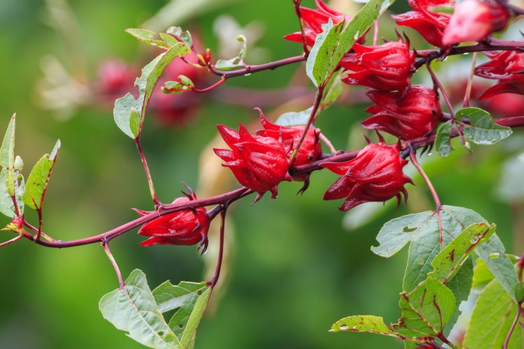 Teh Rosella Sangat Baik Untuk Dikonsumsi Karena Banyak Khasiat Untuk Kesehatan Tubuh