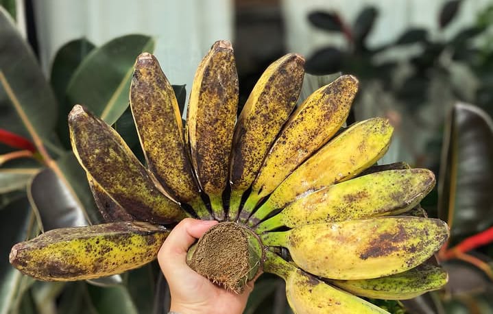 Sakit Kepala? Gampang, Cukup Konsumsi Pisang Saja