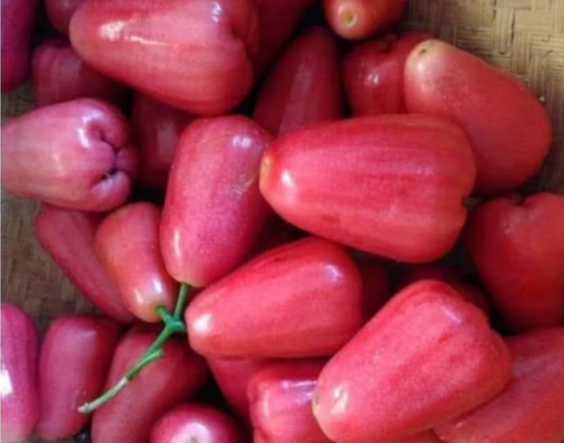 Jambu Air Delima Ternyata Mengandung Antioksidan Tinggi