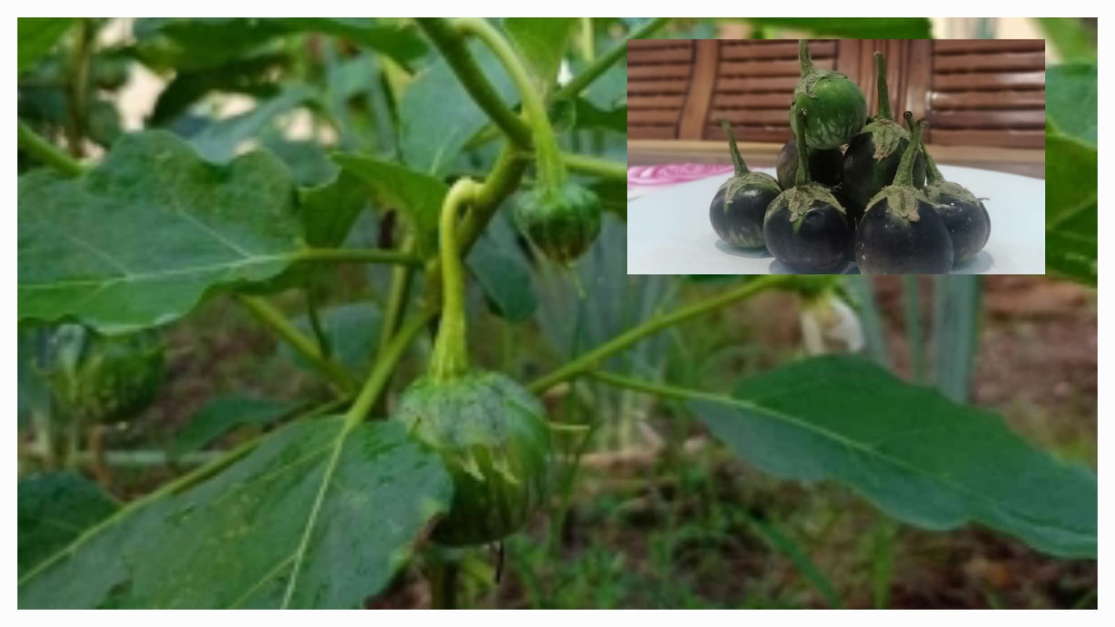 Makan Sayur Terong Segar, Bulat, Hijau, 9 Penyakit Tak Berani Masuk ke Dalam Tubuh