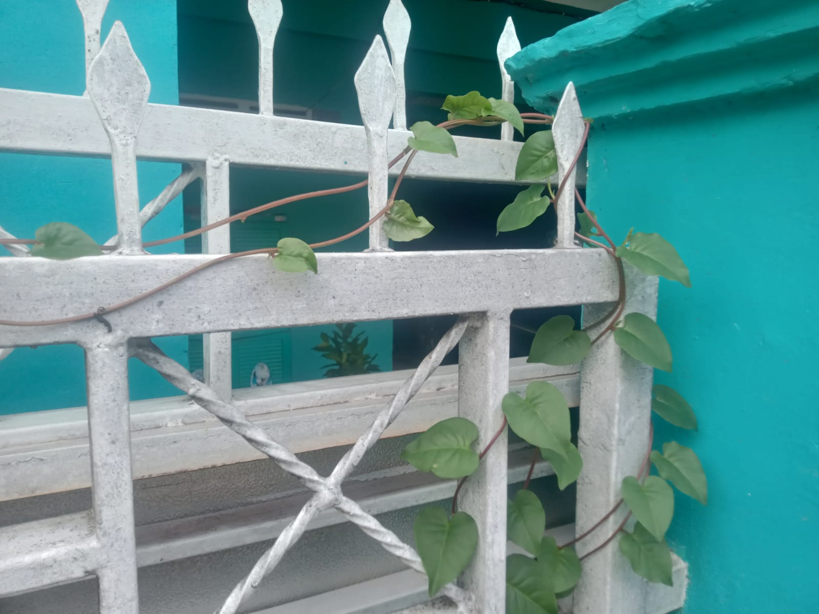 Inilah Ragam Khasiat Daun Binahong bagi Kesehatan