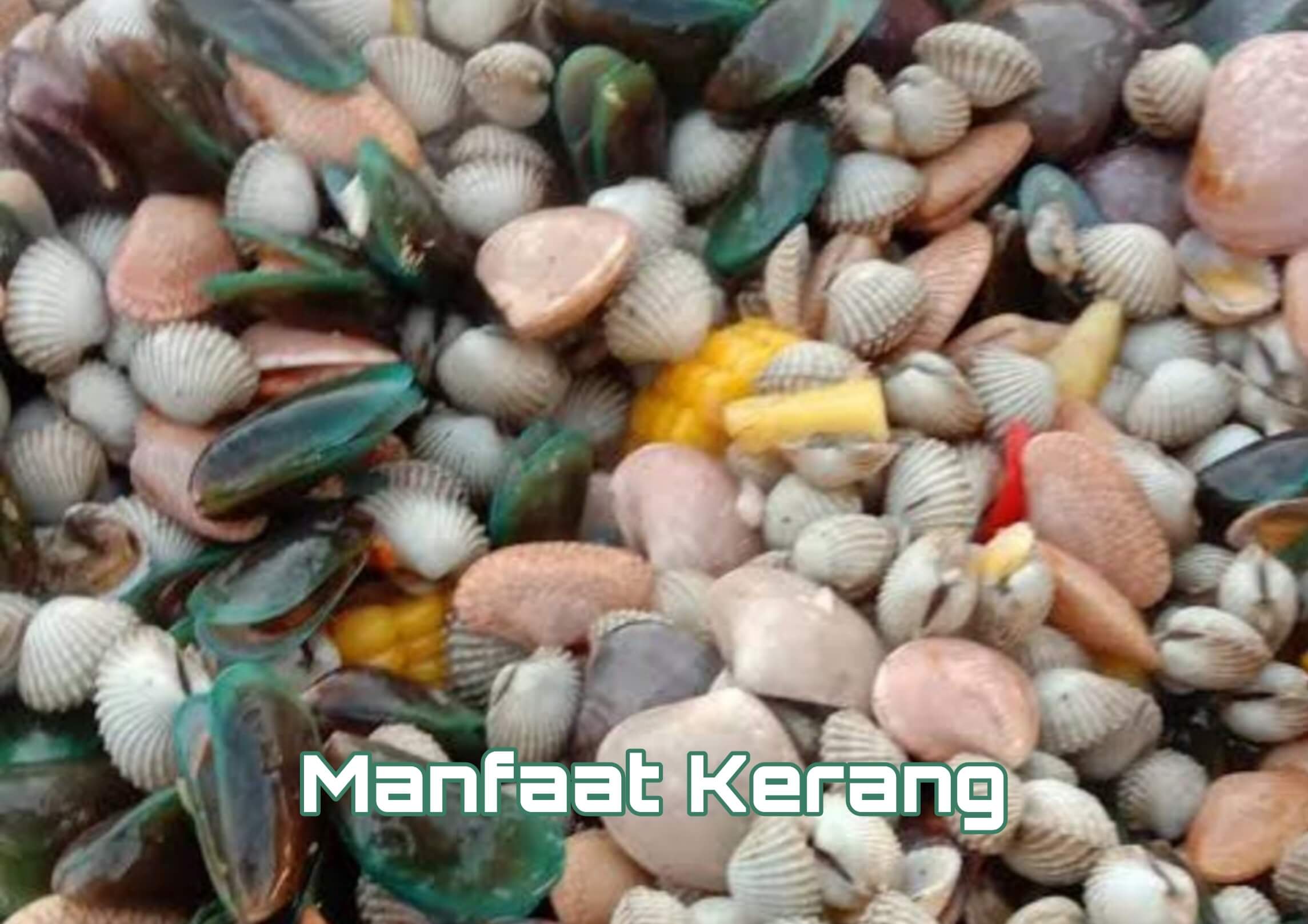 Kerang Ternyata Baik untuk Kesehatan Otak, Begini Penjelasannya