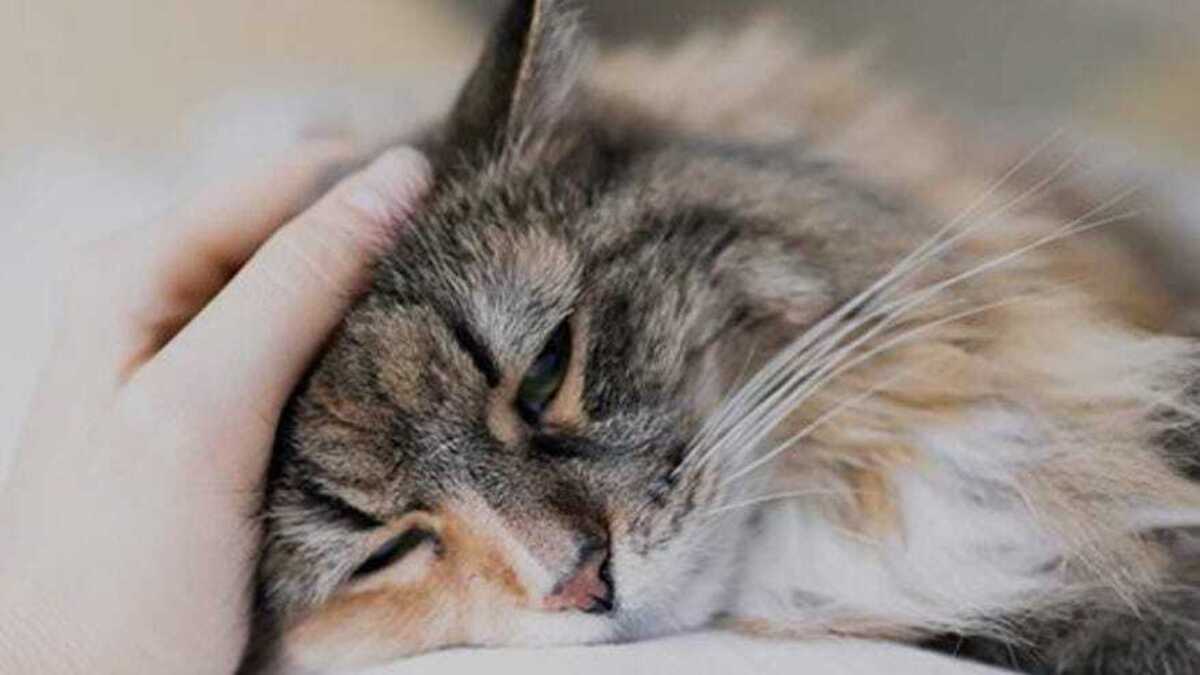 Pecinta Kucing Wajib Tahu Nih, Ini Ciri-ciri Kucing yang Sedang Sakit