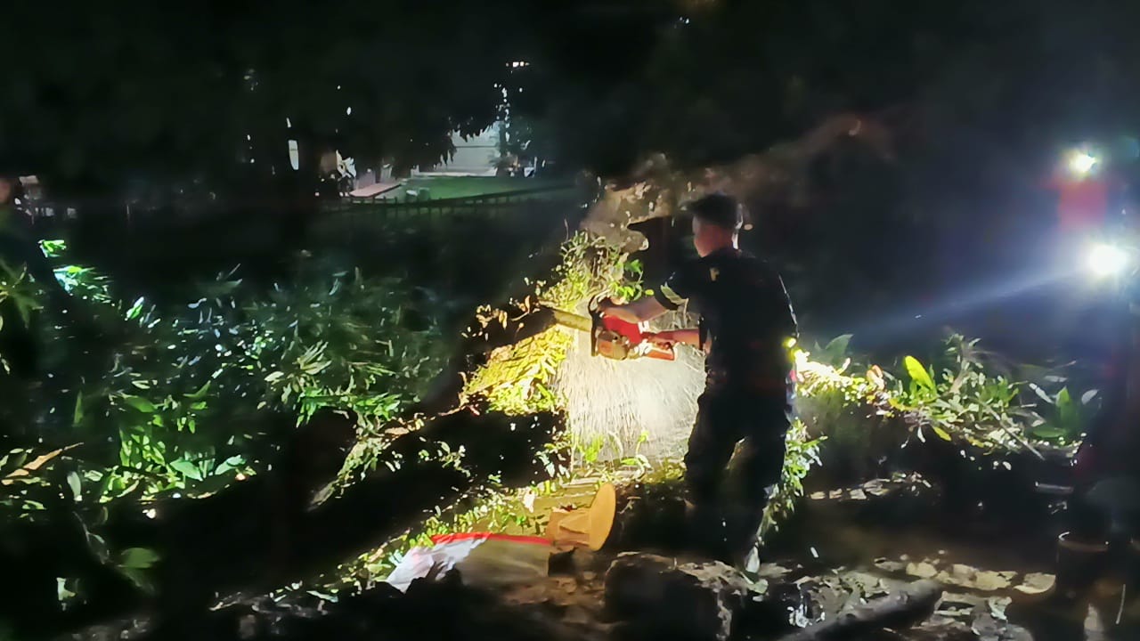 Pohon Roboh Timpa Pemotor dan Kabel Listrik di Muara Enim