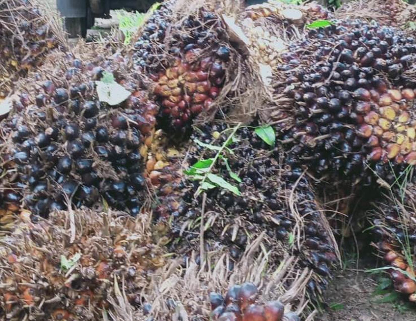 Kesejahteraan 17 Juta Petani Sawit di Indonesia Bergantung ke Harga TBS Sawit