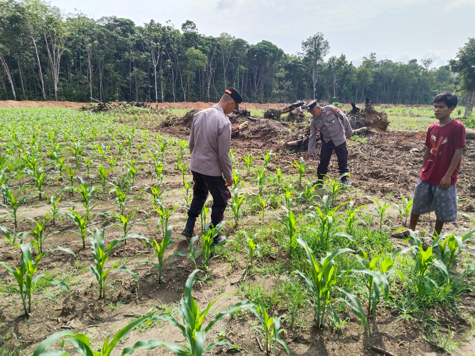 Dukung Ketahanan Pangan, Desa Pagar Gunung Kembali Tanam Jagung