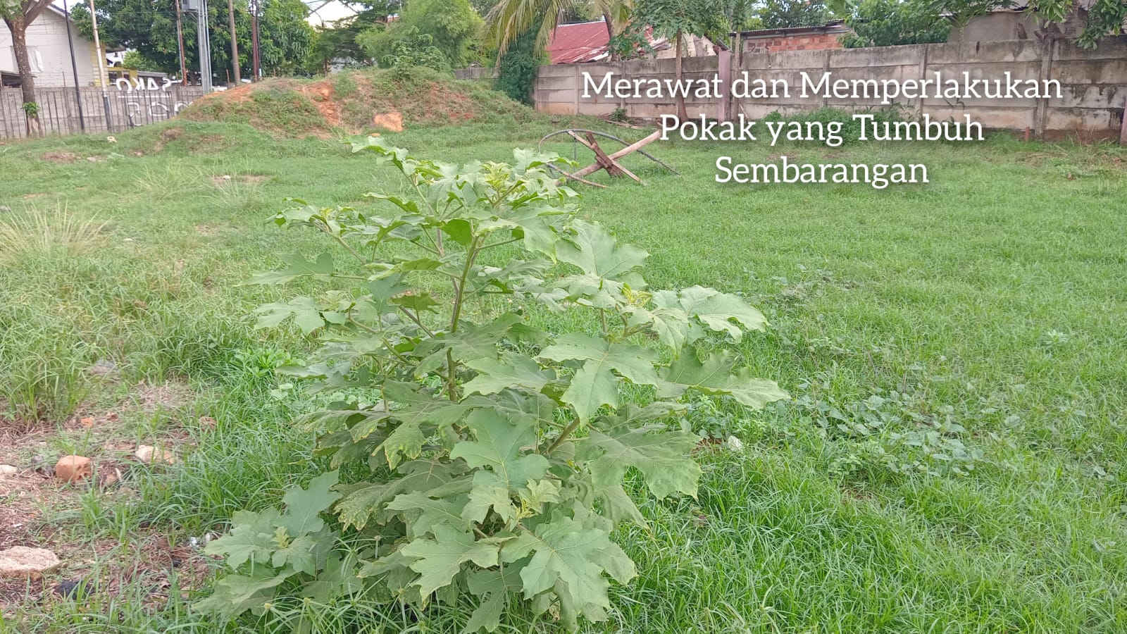 Tanaman Pokak yang Tumbuh Sembarangan Seperti Inilah Perlu Dirawat karena Khasiatnya Luar Biasa