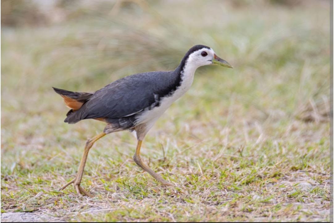 Burung Ruak-Ruak memiliki 7 Manfaat Untuk Tubuh! Selengkapnya Simak Disini