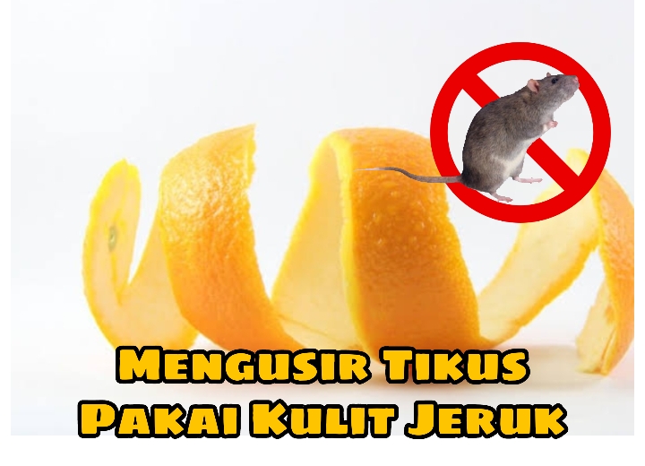 Ternyata Daun Jeruk Nipis dan Kulit Jeruk Ampuh Usir Tikus, Begini Caranya Agar Gak Balik Lagi! 