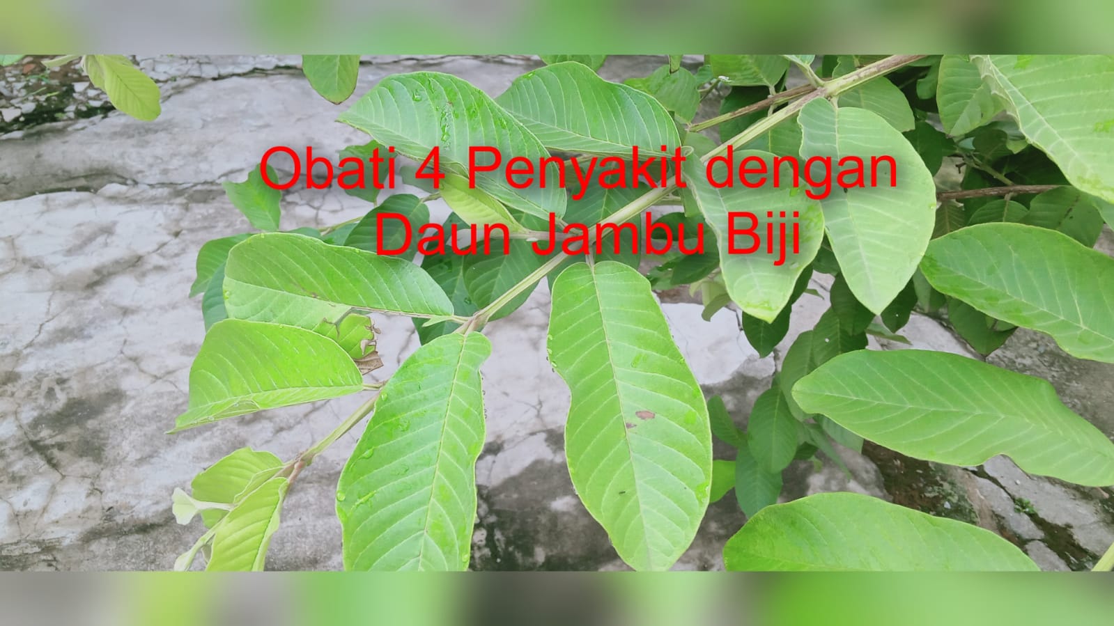 4 Penyakit Bisa Diobati dengan Daun Jambu Biji, Dihaluskan Bikin Wajah Mulus dan Glowing