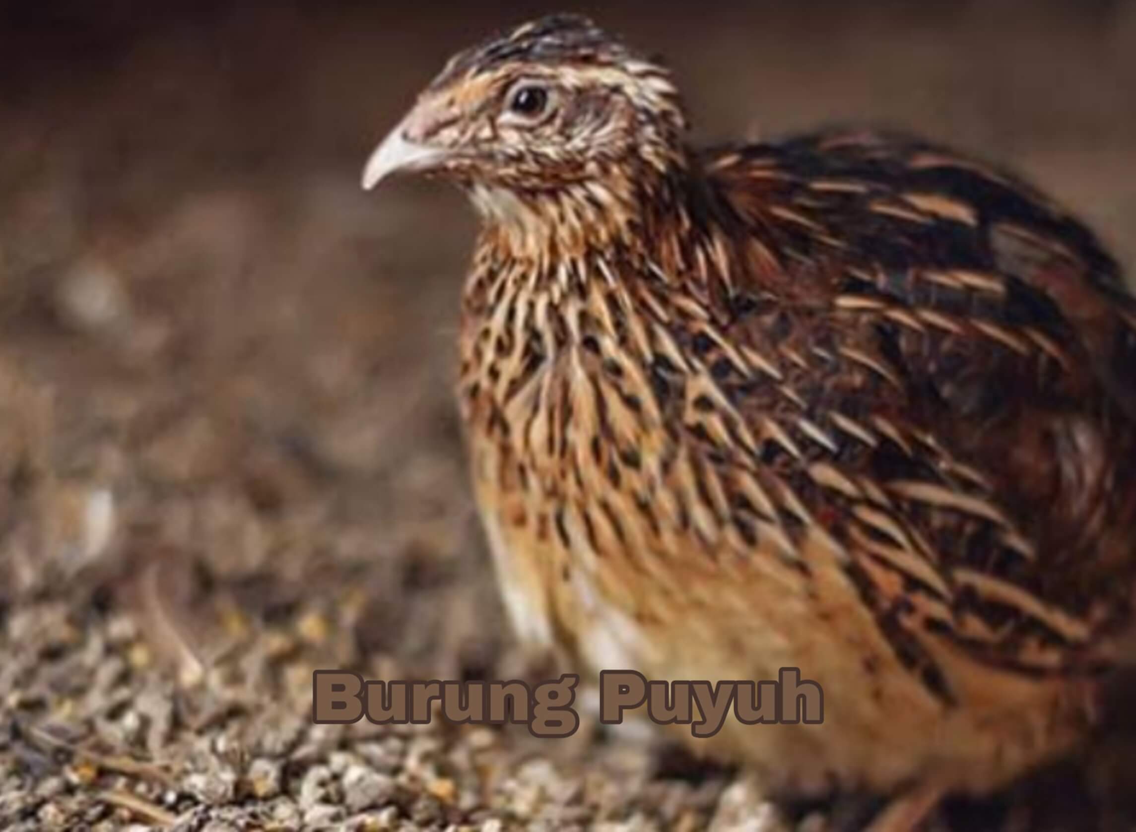 7 Manfaat Burung Puyuh yang Harus Anda Ketahui, Salah Satunya untuk Kekebalan Tubuh