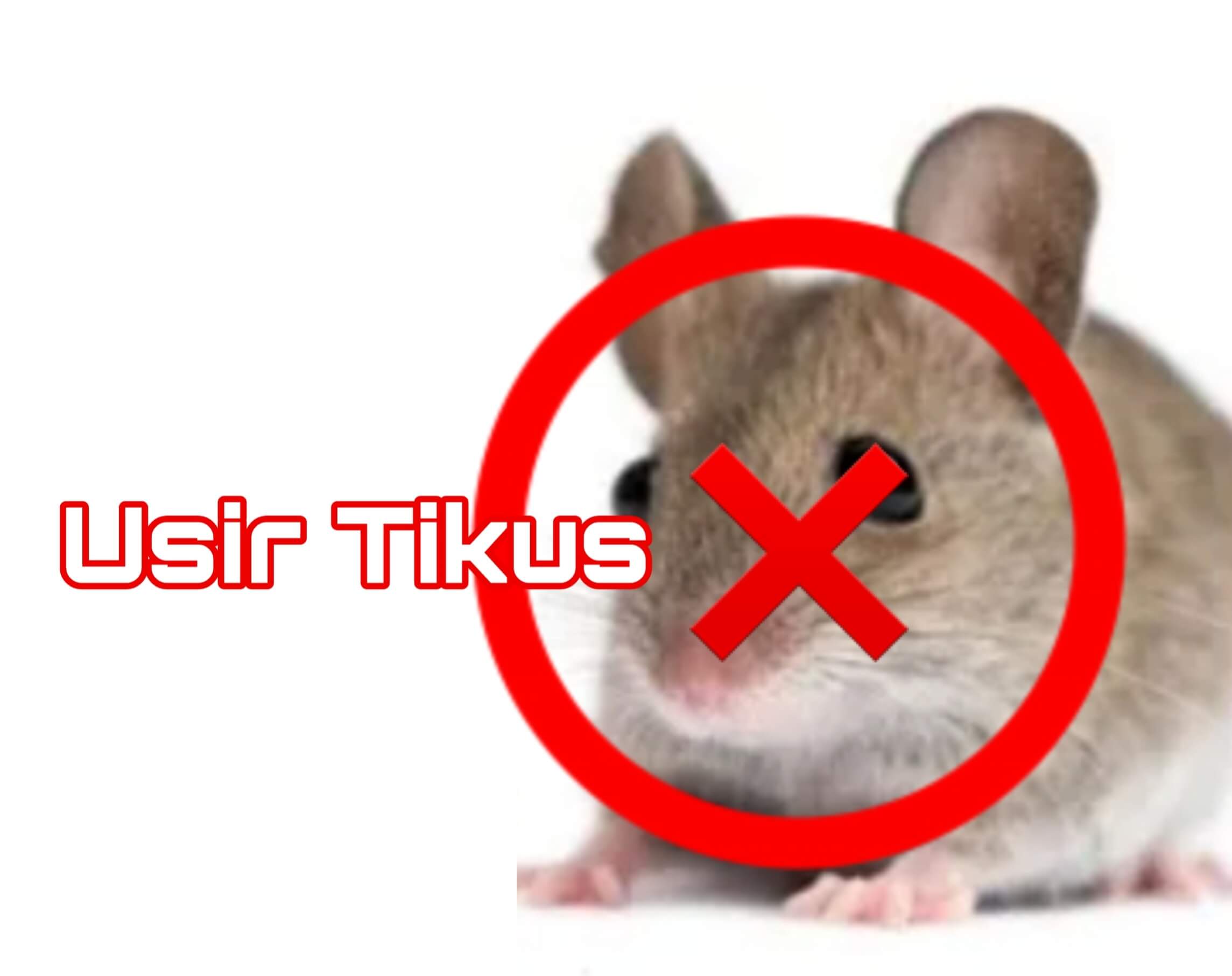 Ini Dia Cara Mengusir Tikus Agar Gak Balik Lagi Pakai Daun Jeruk Nipis dan Kulit Jeruk, Mudah!