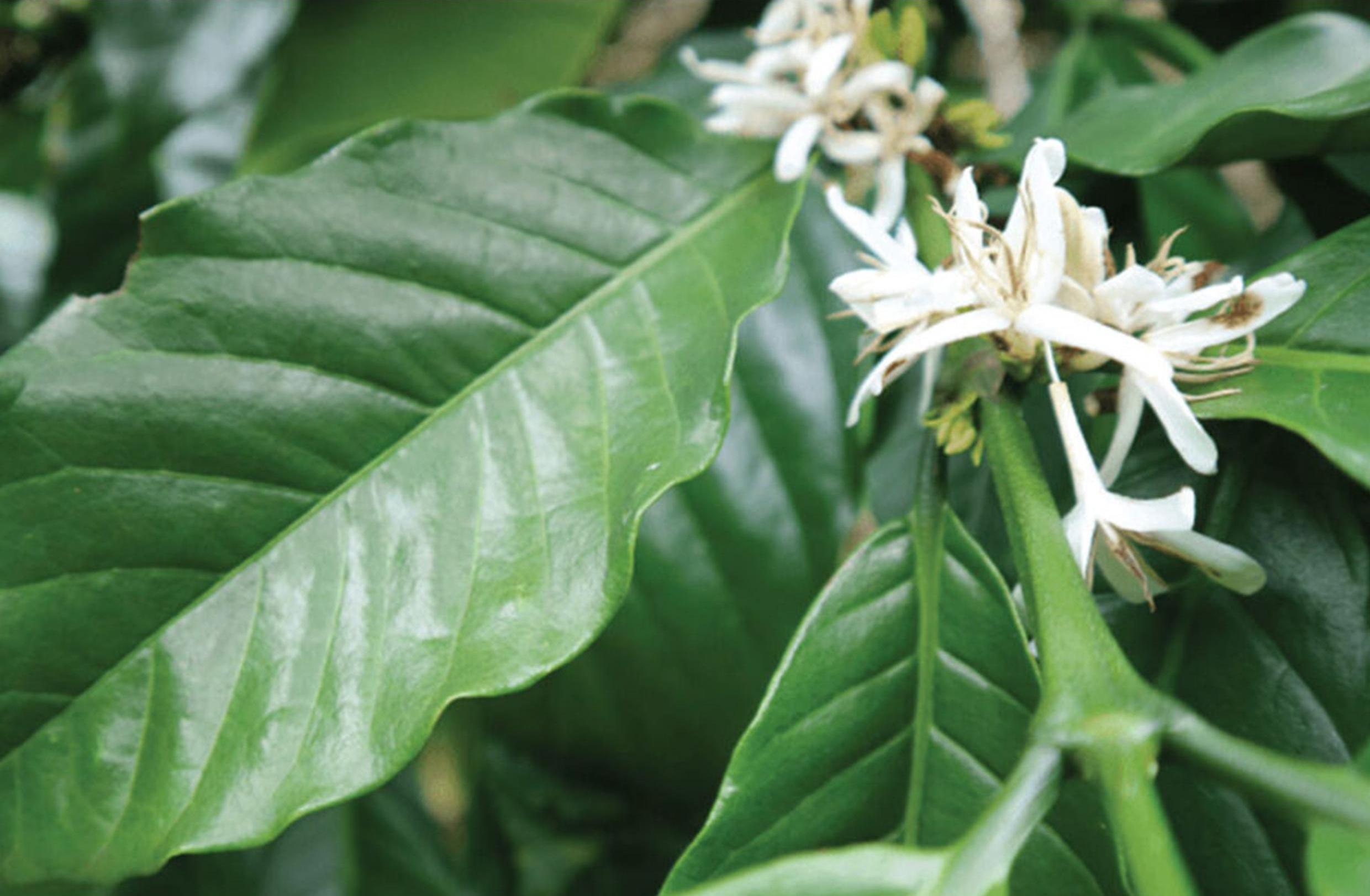 Prihatin! Petani Kopi Menjerit, Ini Sebabnya