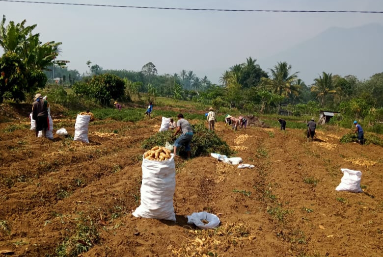 Selain Mengenyangkan, Makan Ubi Jalar Memiliki Banyak Manfaat Bagi Kesehatan