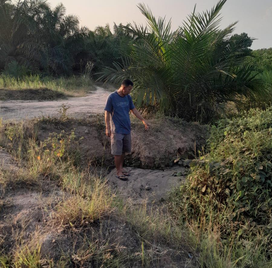Limbah RMKO Diduga Cemari Kebun Warga, 35 Batang Sawit Mati