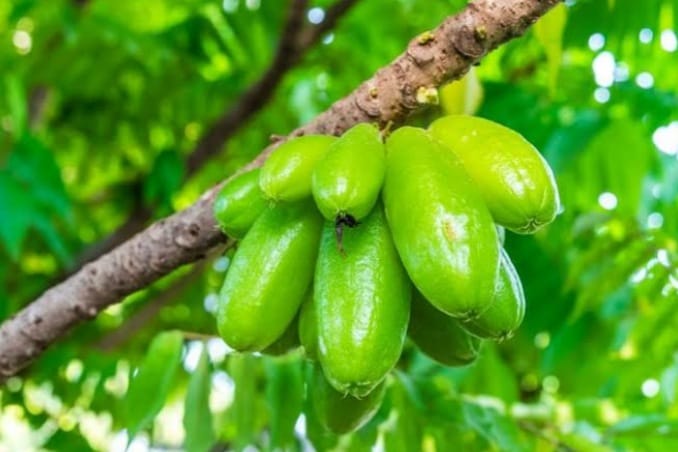 Anda Memiliki Penyakit Asam Urat? Jangan Khawatir, Cukup Gunakan Belimbing Wuluh Asam Urat Jadi Minggat