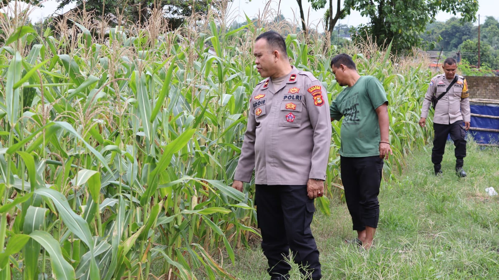 Tanaman Jagung Tunjukkan Perkembangan Positif