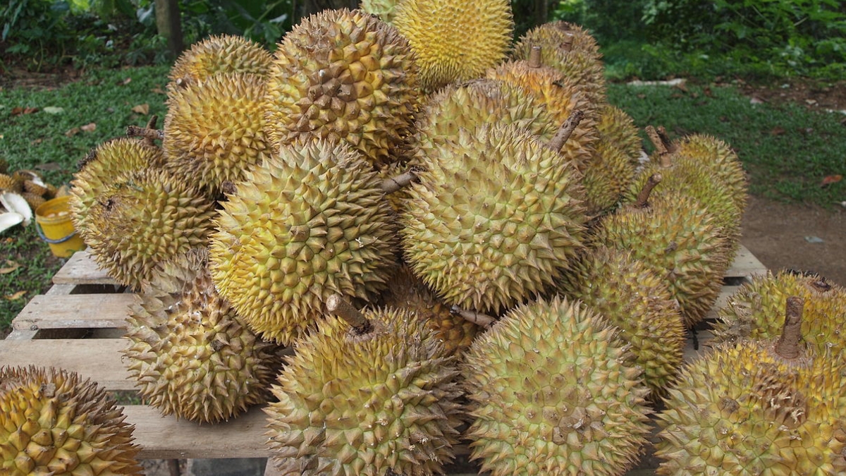 Stop! Makan Durian Secara Berlebihan, Jika Tak Ingin Dampak ini Terjadi Pada Tubuh Kamu 