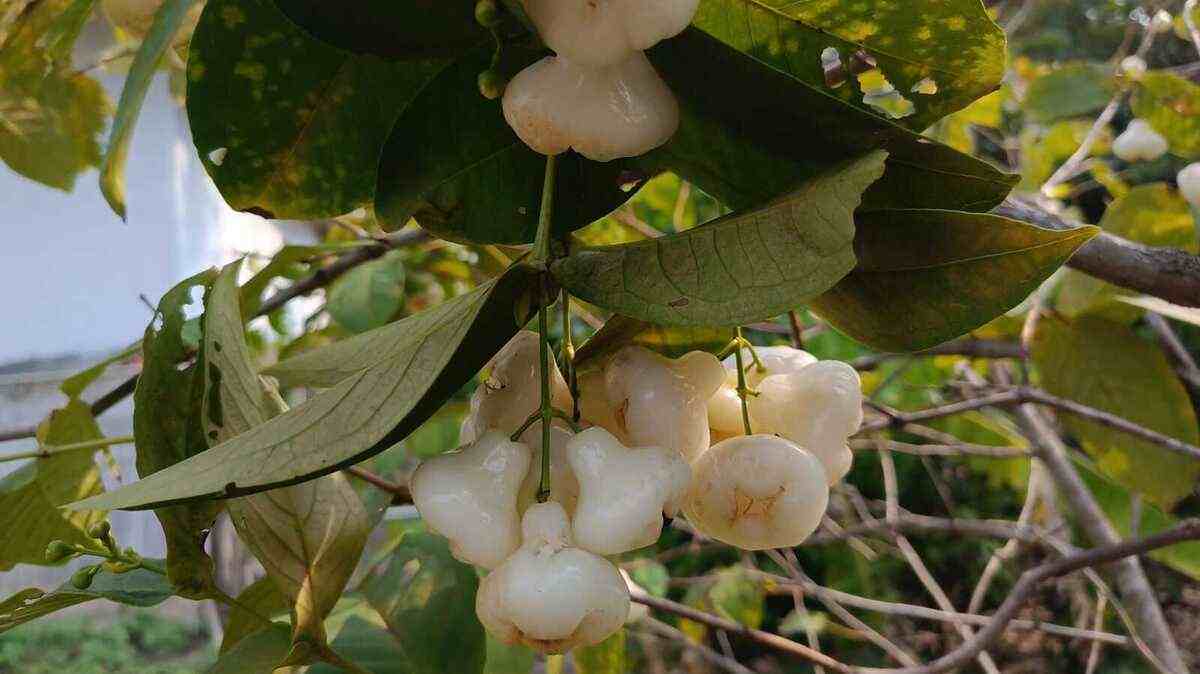 Selain Nikmat Dijadikan Rujak, Buah Jambu Air Memiliki manfaat Untuk Kesehatan, Stop Mengabaikan Jambu Air!