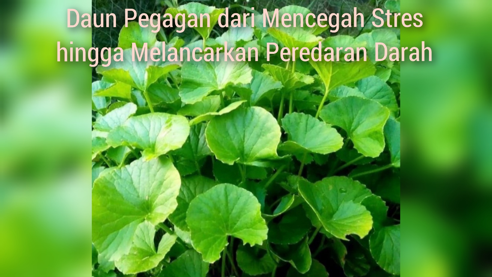 Yuk Kenali Khasiat Daun Pegagan dalam Mencegah Stres hingga Melancarkan Peredaran Darah