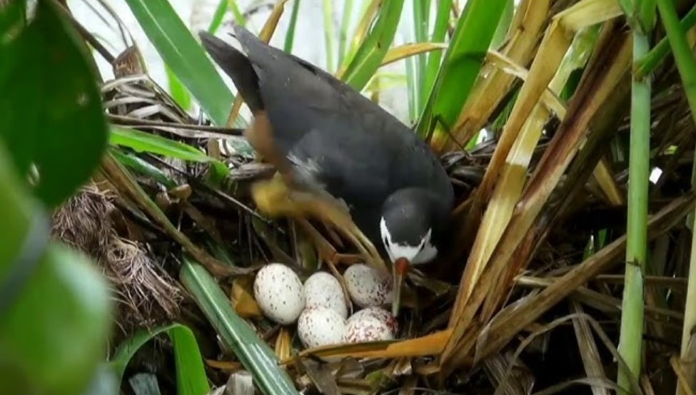Kamu Wajib Tahu! Ini 7 Manfaat Mengonsumsi Burung Ruak-ruak untuk Kesehatan