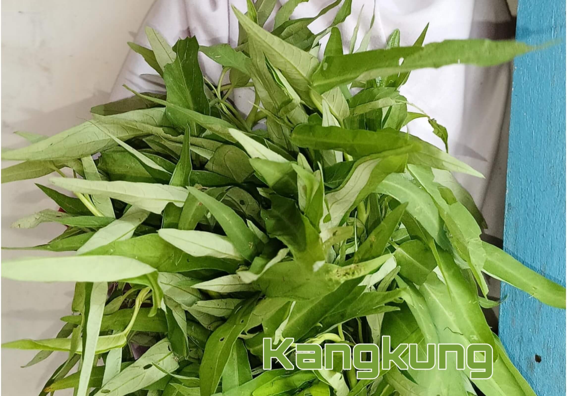 Mengonsumsi Sayur Kangkung Ternyata Dapat Mengatasi Berbagai Penyakit, Mau Tahu? Yuk Simak Informasinya