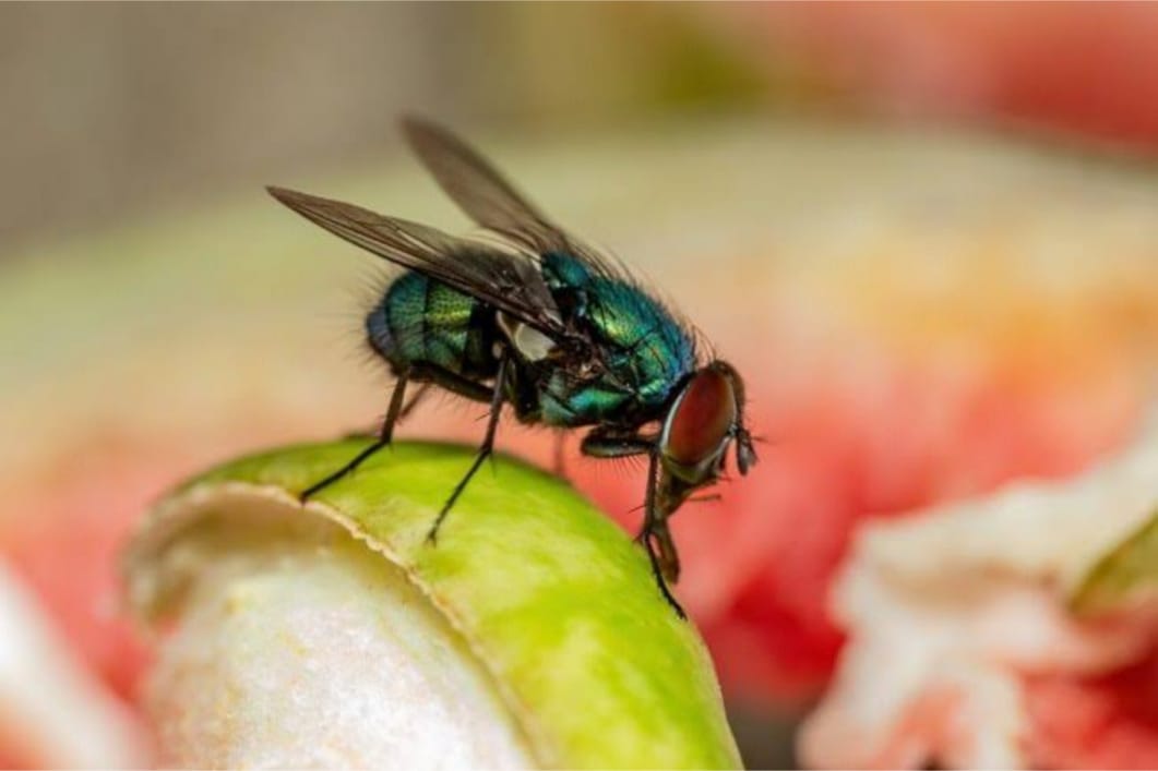 Lalat Benci Aromanya! 3 Bahan Dapur Ini Efektif Cegah Lalat Hinggap di Meja Makan