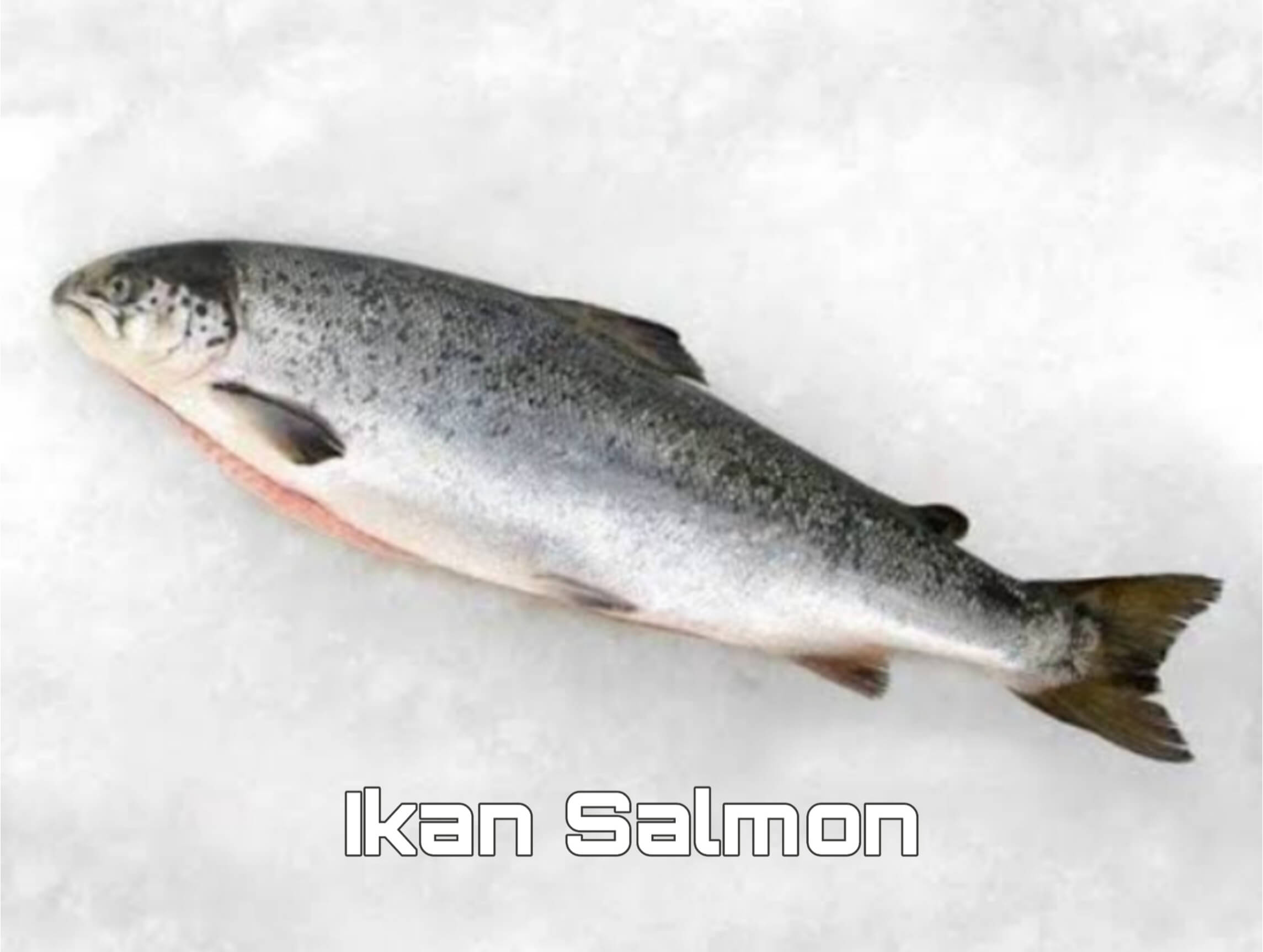 Ikan Salmon Jika Dikonsumsi Oleh Anak Sangat Banyak Manfaat, Salah Satunya untuk Perkembangan Otak