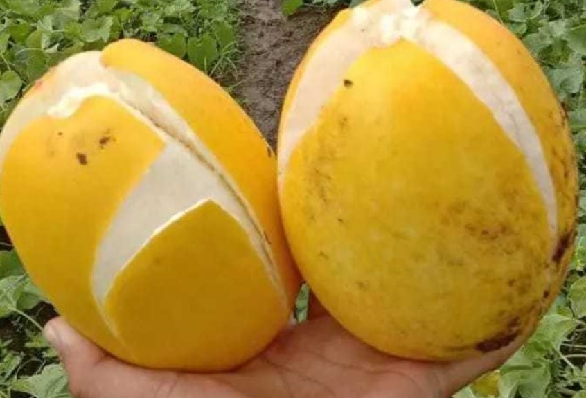 Timun Suri, Buah yang Selalu Hadir Saat Bulan Puasa Ramadan