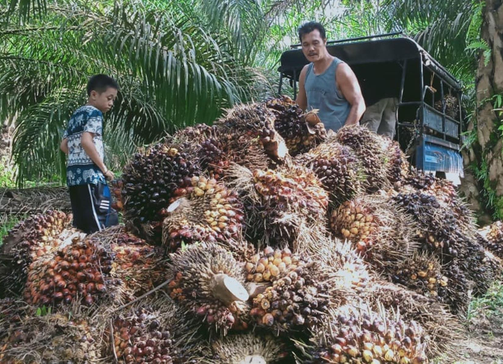 Sedih! Harga Sawit di Muara Enim Sumsel Terus Turun