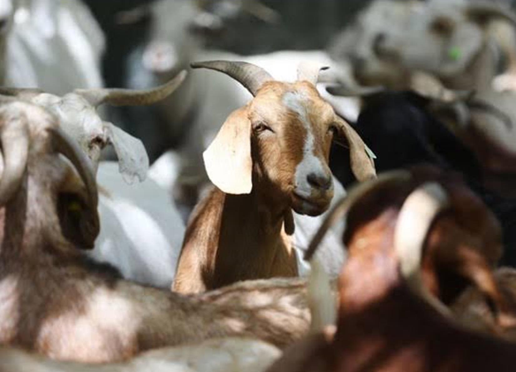 Muslim Wajib Tahu! Ini Syarat Penting dalam Memilih Hewan Kurban Kambing