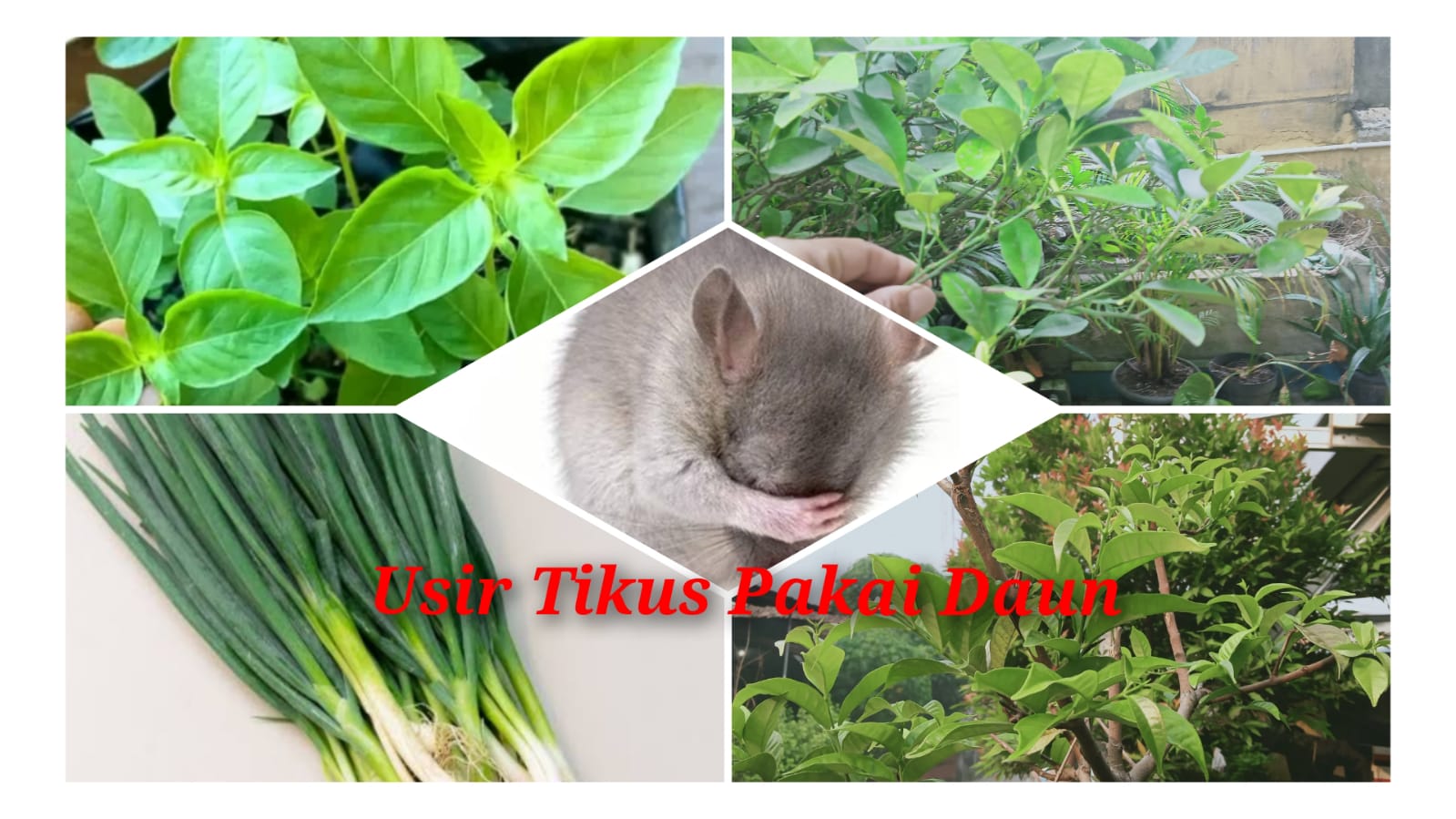 Emang Bisa Usir Tikus Pakai Daun? Bisa Asal Pakai 4 Daun Ini