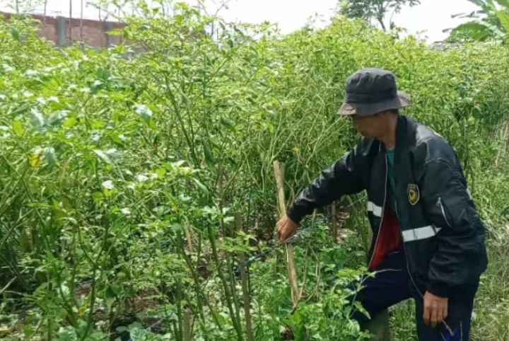 Tanaman Cabai Diserang Penyakit Antraknosa, Petani Harapan Hal Ini