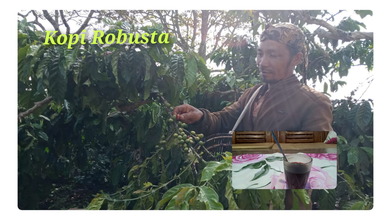 Ternyata Menyeruput Kopi Robusta Baik untuk Kesehatan, Yuk Simak Biar Makin Pintar