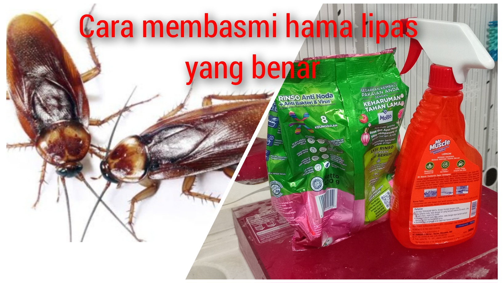 Membasmi Lipas di Dapur dan di Kamar Mandi Jangan Dipenyet! Itu Bakteri, Begini Cara yang Benar