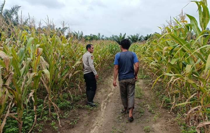 Polsek Sungai Rotan Cek Progres Ketahanan Pangan di Lahan Perusahaan