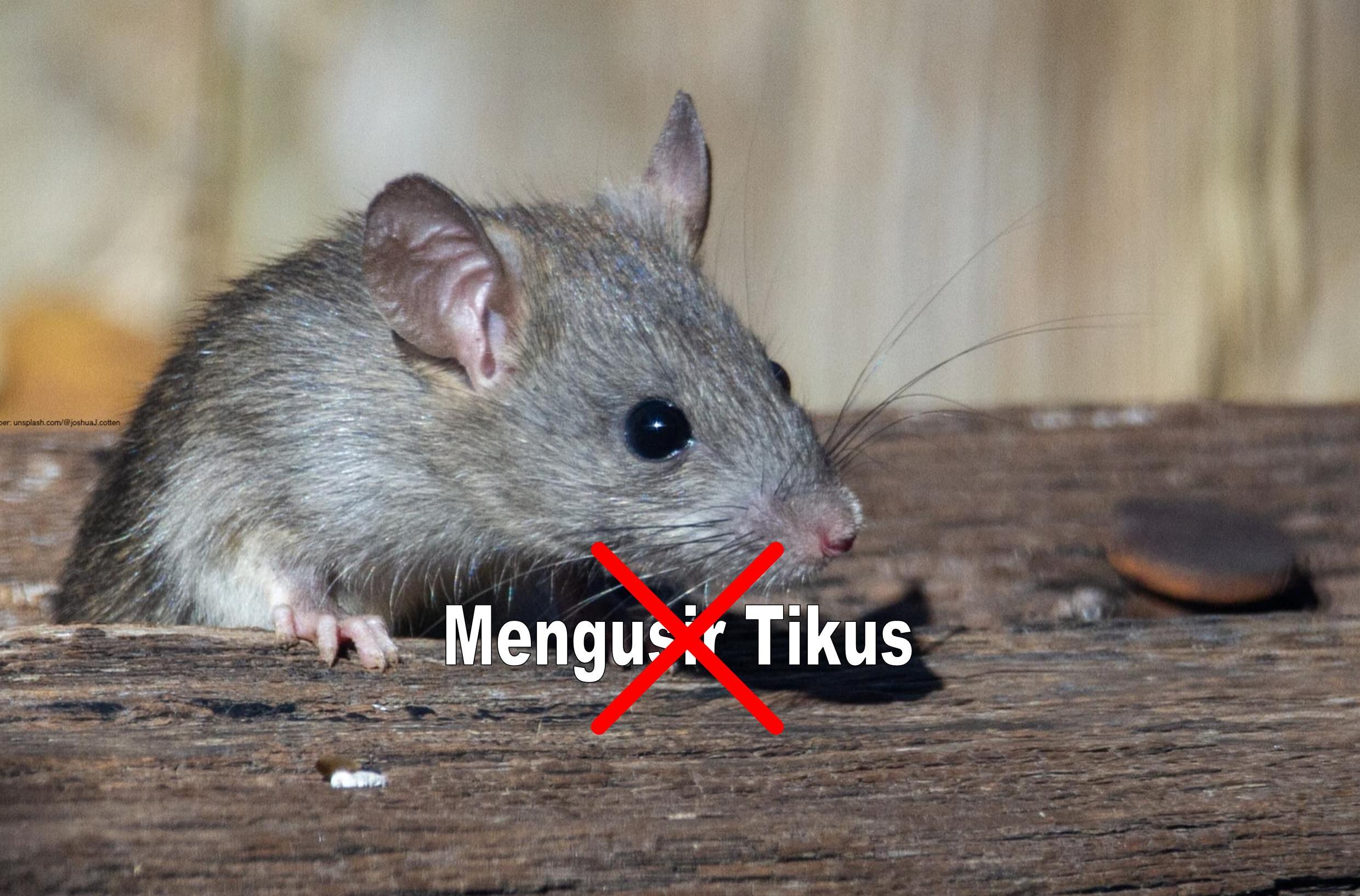 Tikus Selalu Masuk Rumah! Usir Saja Pakai Daun Jeruk Nipis dan Kulit Jeruk, Ini Caranya