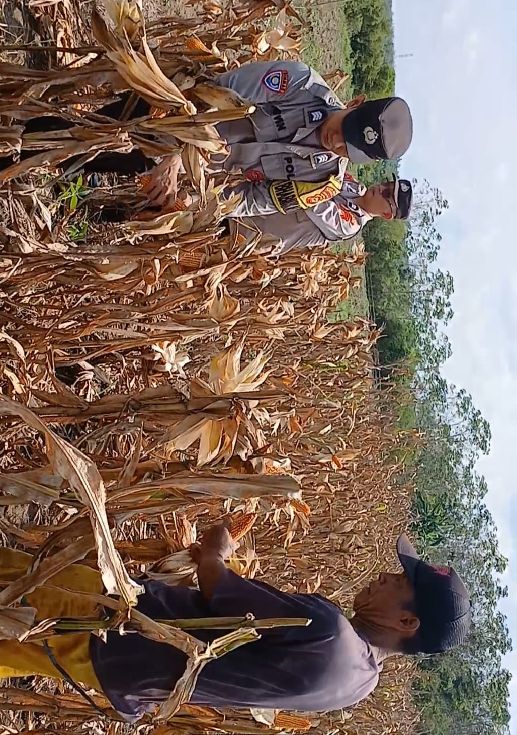 Panen Raya Jagung Serentak Dukung Swasembada Pangan