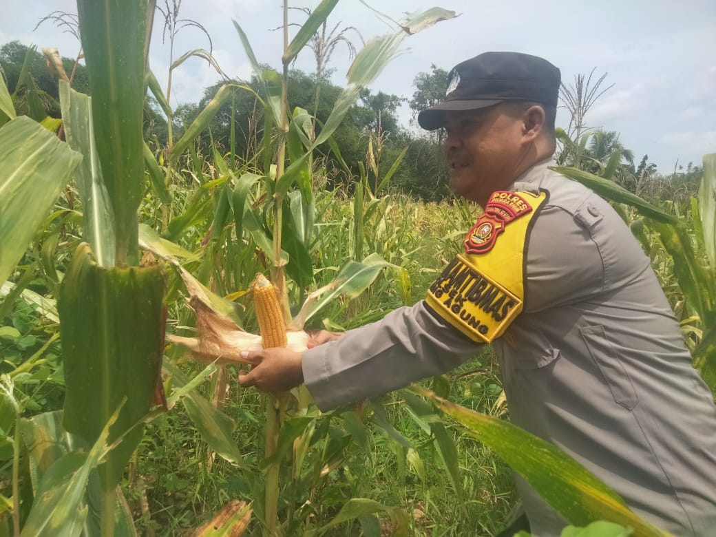 Anggota Polsek Tanjung Agung Pantau Perkembangan Tanaman Jagung