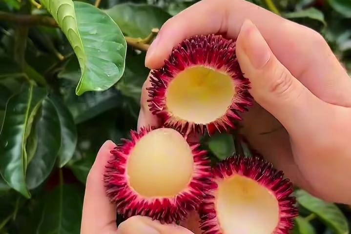 Rambutan Dapat Produksi Kolagen Agar Kulit Kencang dan Tampak Lebih Muda