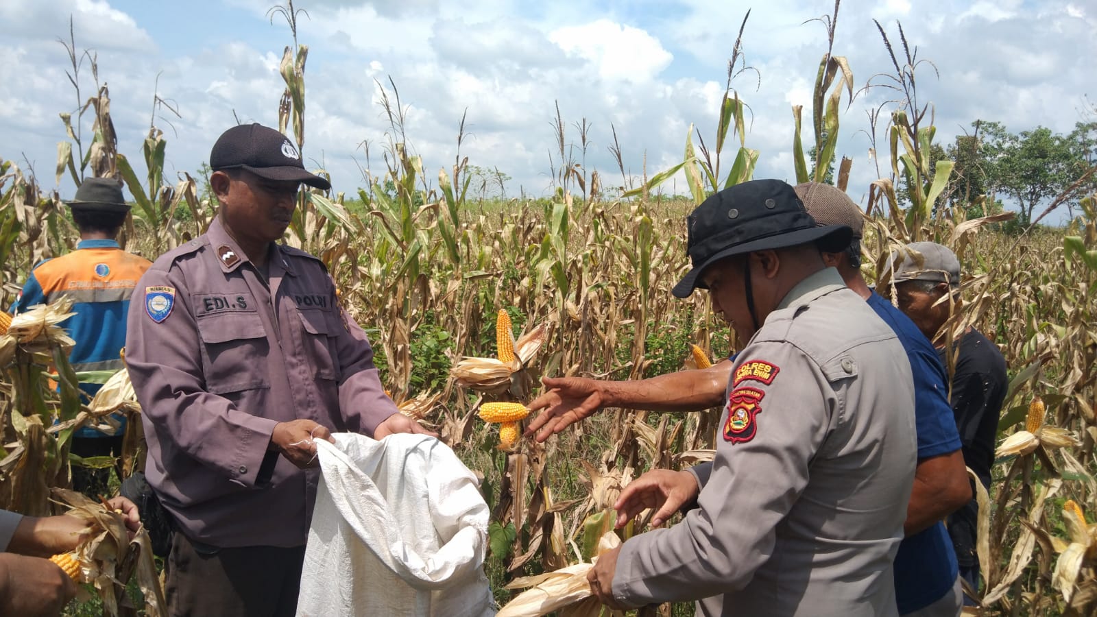 Panen Jagung untuk Perkuat Pangan Nasional