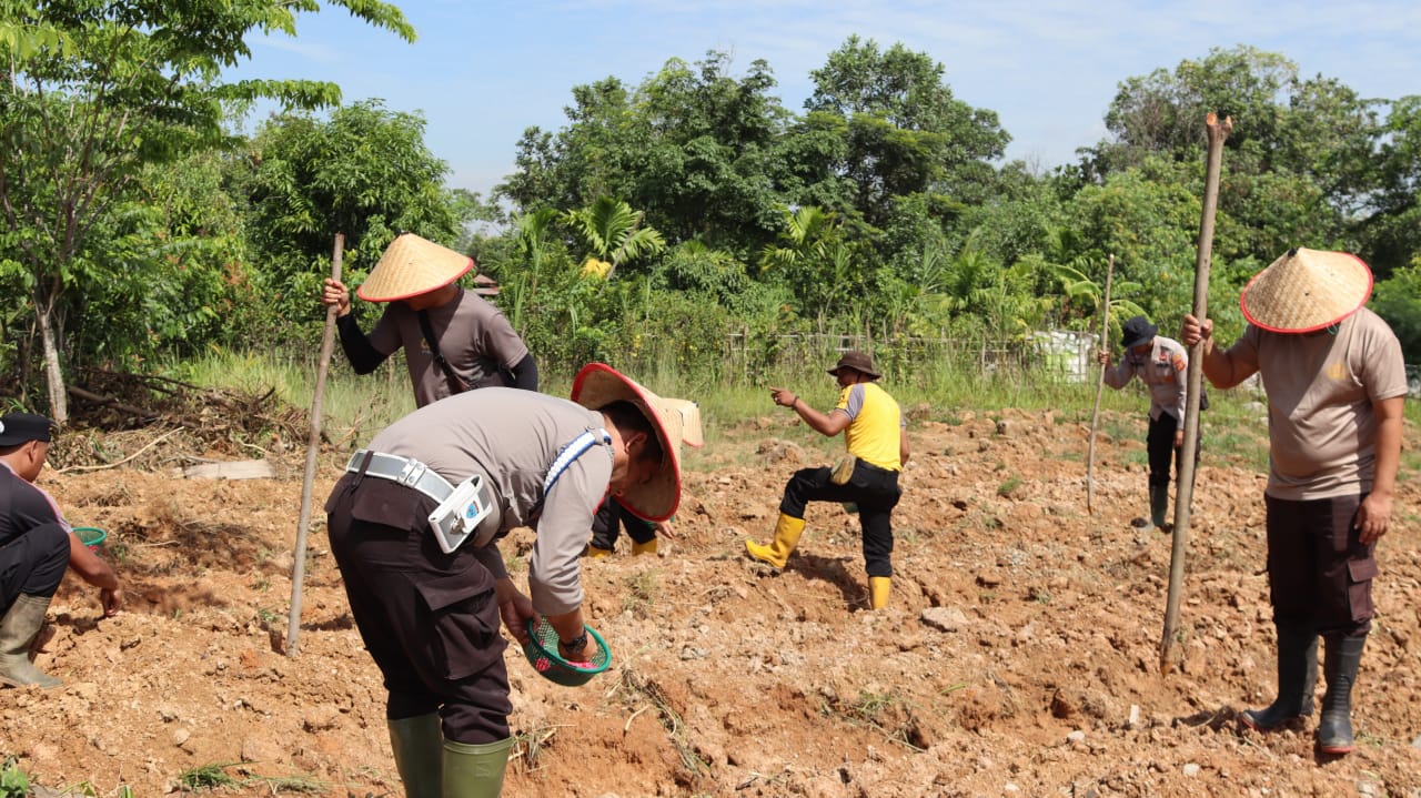 Polisi dan Petani di Muara Enim Berkolaborasi Menanam Jagung