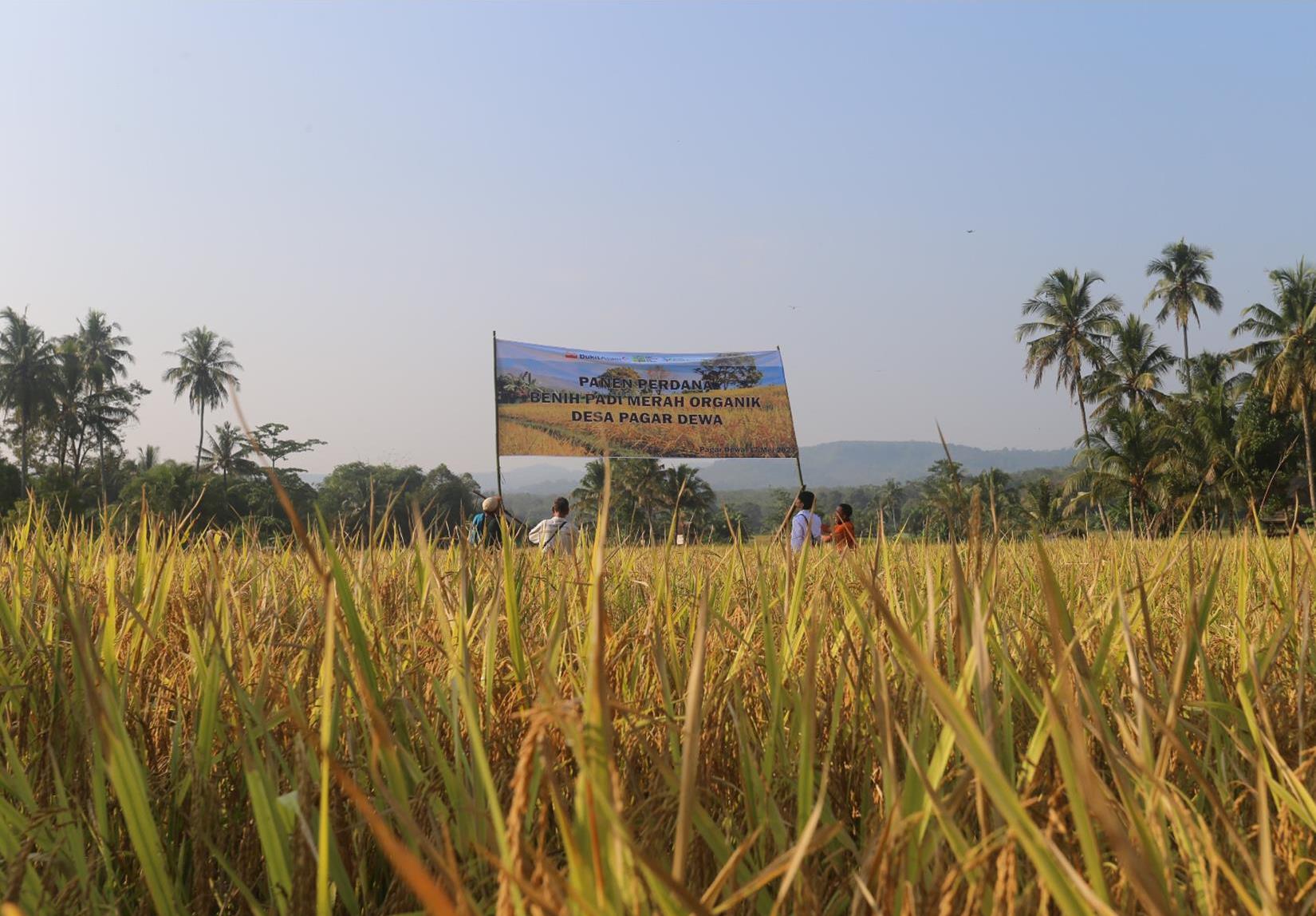 PT Bukit Asam Sejahterakan Petani Lewat Budidaya Beras Organik