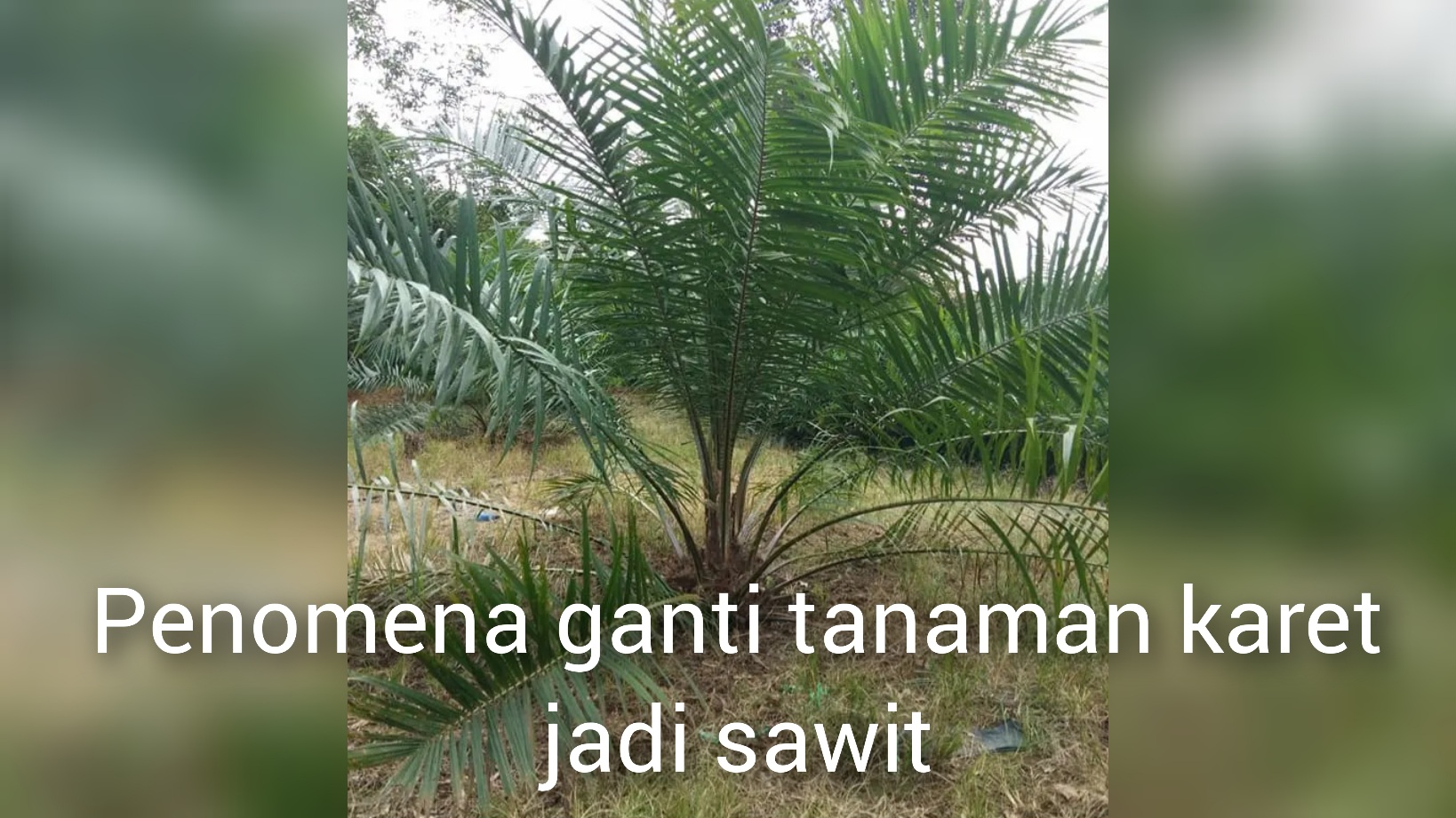 Penomena Petani di Sumsel, Rame-rame Tebang Pohon Karet lalu Ganti dengan Tanaman Sawit